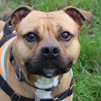Rio 2, chien à adopter
