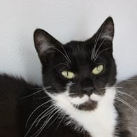 Albator, chat à adopter