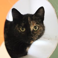 Nalima, chatte à adopter