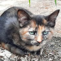 Papille, chatte à adopter