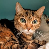 NOISETTE, chatte à adopter