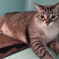 RUBEN, chat à adopter