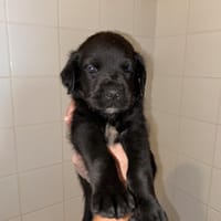 Kah, chien à adopter