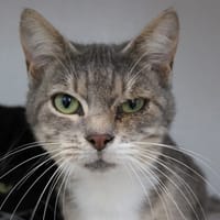 Mario, chatte à adopter