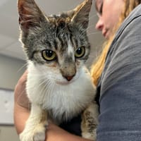 TACOS, chat à adopter