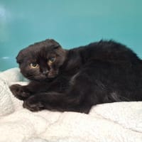 AQUA, chatte à adopter