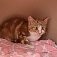 MILKY, chat à adopter