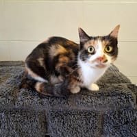 Bella, chatte à adopter