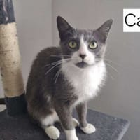 CANOPY, chatte à adopter