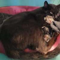 AZTEQUE, chat à adopter
