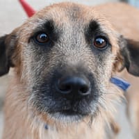 BAYKO, chien à adopter