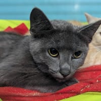 Soja, chatte à adopter