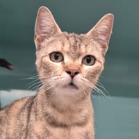 DENTELLE, chatte à adopter