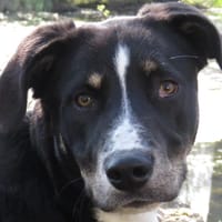 ASH, chien à adopter