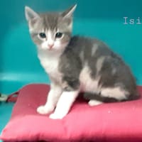 isis, chatte à adopter