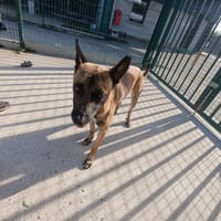 Clinton, chien à adopter