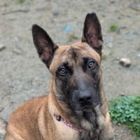 Clinton, chien à adopter