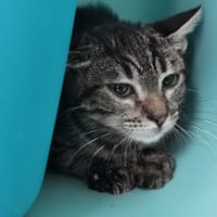 Wick, chat à adopter