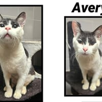 AVERY, chat à adopter
