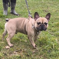 MINT VAA, chien à adopter