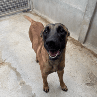 STAR-LORD VAA, chien à adopter