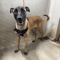 GAMORA VAA, chienne à adopter