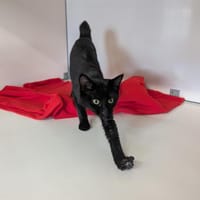 Valéria, chatte à adopter