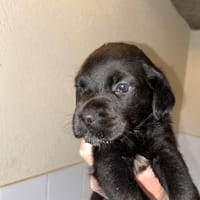 Baloo, chien à adopter