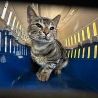 POTTER, chat à adopter