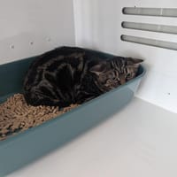 Anémone, chatte à adopter