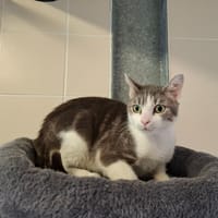 Charade, chatte à adopter