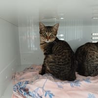SARDOU, chat à adopter