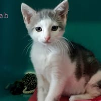 honah, chatte à adopter
