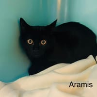 Aramis, chat à adopter