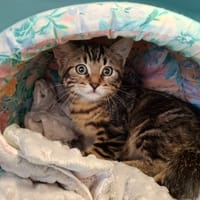 Bisou, chat à adopter