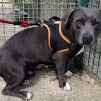 DRAX VAA, chien à adopter