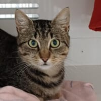 ANGELE, chatte à adopter