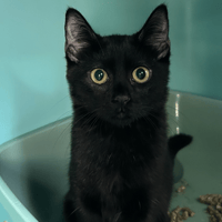 NIKITA, chatte à adopter