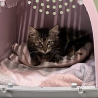 PANDORE, chatte à adopter