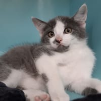 Lenno, chat à adopter