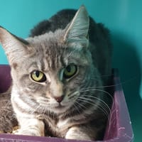 CHENE C, chatte à adopter