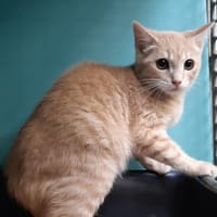 Rouzic, chatte à adopter