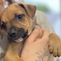 DESPERADOS VAA, chienne à adopter