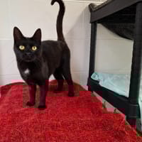 Pink, chatte à adopter