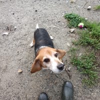 Tic-Tac, chien à adopter