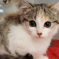 JACKIE, chatte à adopter