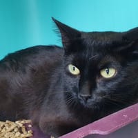 SLOWA C, chatte à adopter