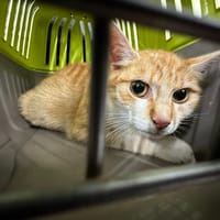 PECHE, chatte à adopter