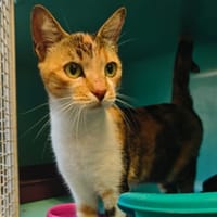 SERENADE, chatte à adopter