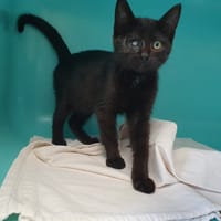 CIDRE C, chatte à adopter